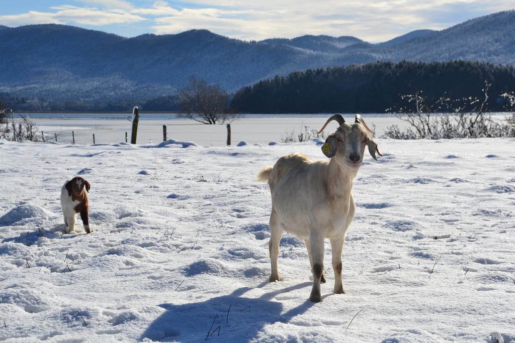 Ostir Holiday Home Cerknica Rom bilde